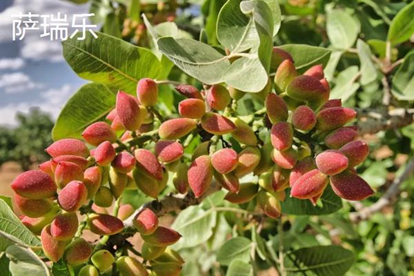 开心果价格贵的原因，是受到生长周期、种植范围等因素的影响