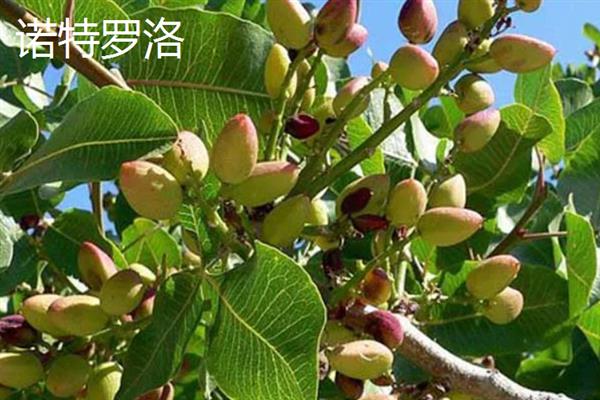 开心果价格贵的原因，是受到生长周期、种植范围等因素的影响