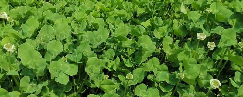 三叶草的产量是多少,当年种植可亩产1000公斤左右