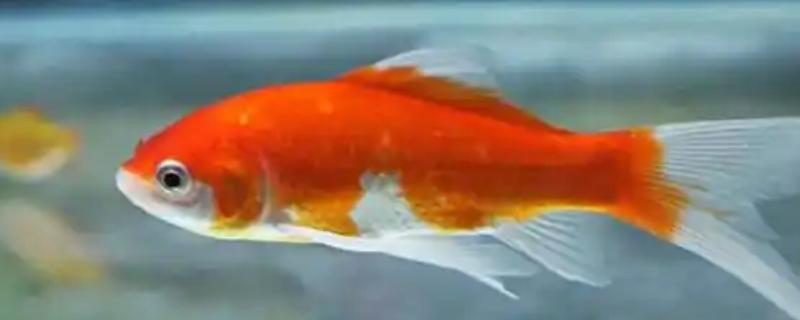 金鱼得了水霉病鱼缸的水如何处理，不严重可以泼洒消毒药物