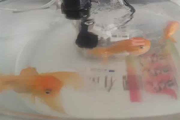 金鱼得了水霉病鱼缸的水如何处理，不严重可以泼洒消毒药物