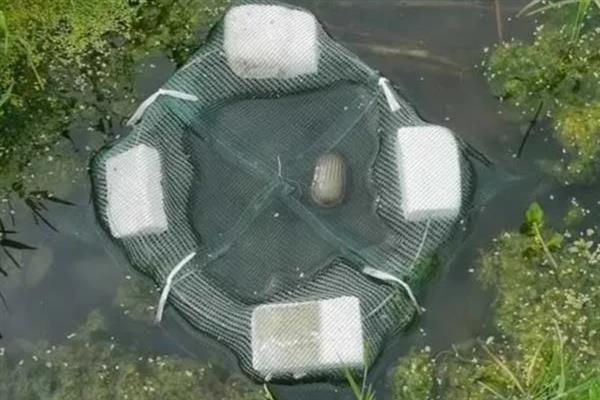 地笼捕鱼网放什么饵料，放腥味饵料效果好