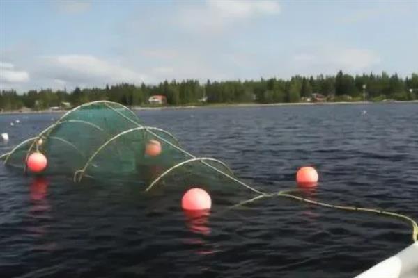地笼捕鱼网放什么饵料，放腥味饵料效果好
