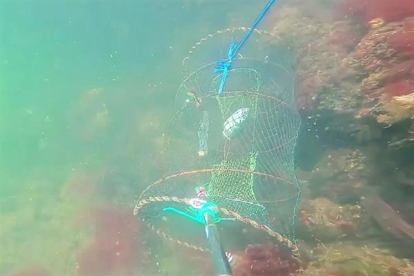 地笼捕鱼网放什么饵料，放腥味饵料效果好