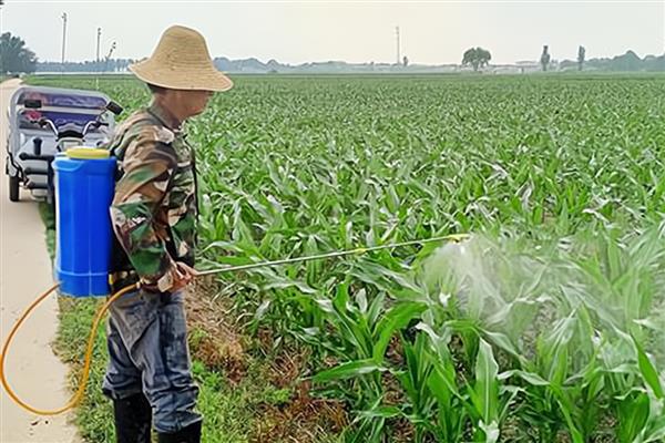 玉米穗期病虫害怎么防治，增施磷钾肥可提高抗病力