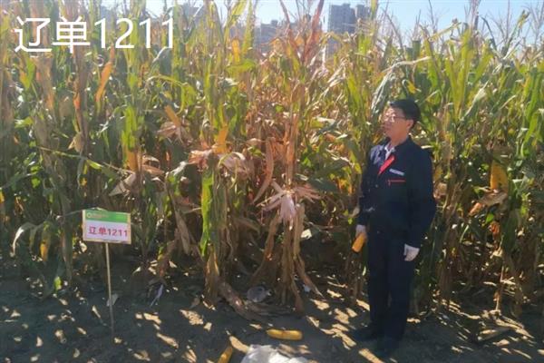 玉米新品种简介，推荐辽单145、辽单352等