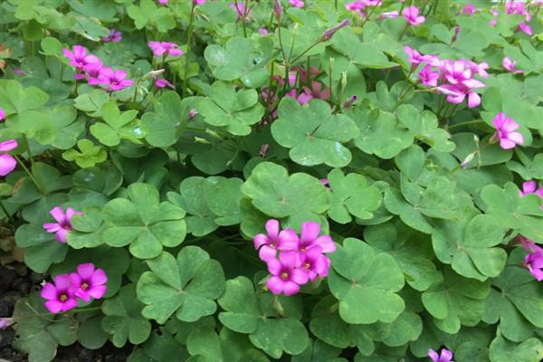 三叶草的产量是多少,当年种植可亩产1000公斤左右