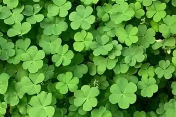 三叶草的产量是多少,当年种植可亩产1000公斤左右