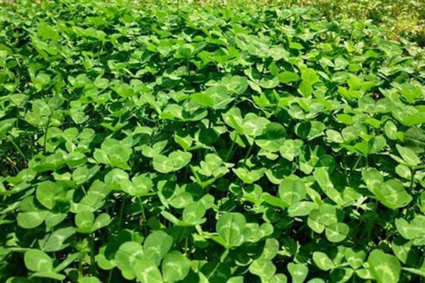 三叶草的产量是多少,当年种植可亩产1000公斤左右