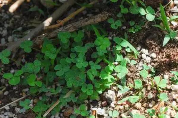 三叶草的产量是多少,当年种植可亩产1000公斤左右