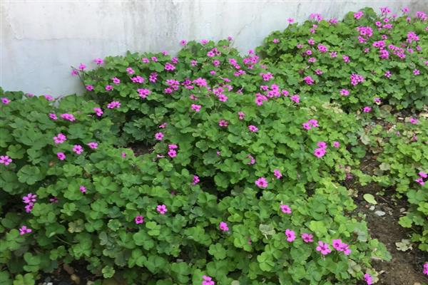 三叶草的产量是多少,当年种植可亩产1000公斤左右