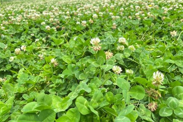 三叶草的产量是多少,当年种植可亩产1000公斤左右