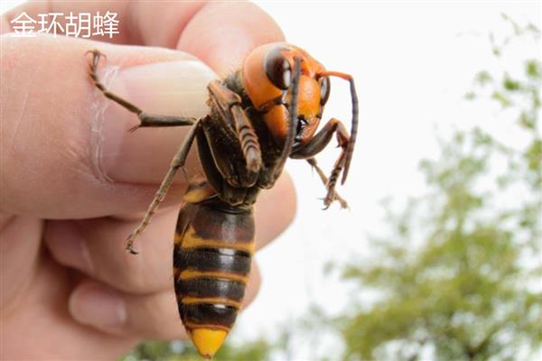 金环胡蜂与拟金环胡蜂的区别，称谓、体型、颜色和习性均不同