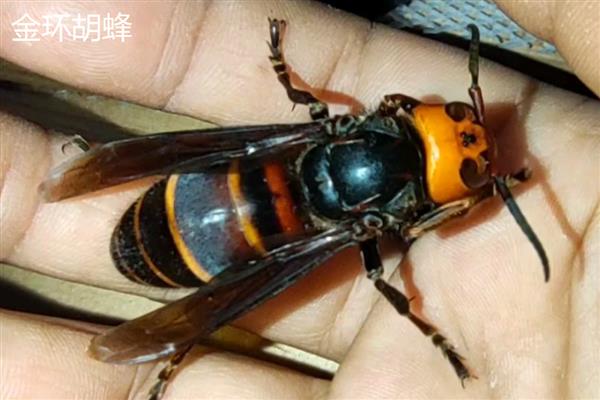 金环胡蜂与拟金环胡蜂的区别，称谓、体型、颜色和习性均不同