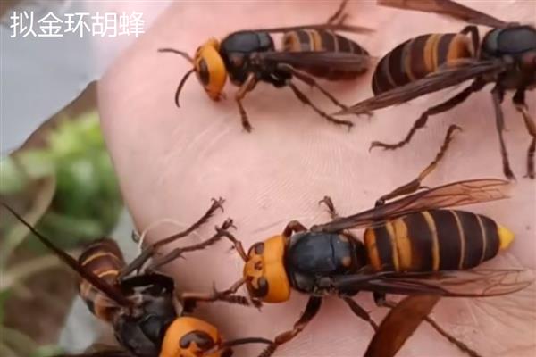 金环胡蜂与拟金环胡蜂的区别，称谓、体型、颜色和习性均不同