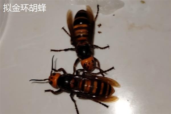 金环胡蜂与拟金环胡蜂的区别，称谓、体型、颜色和习性均不同