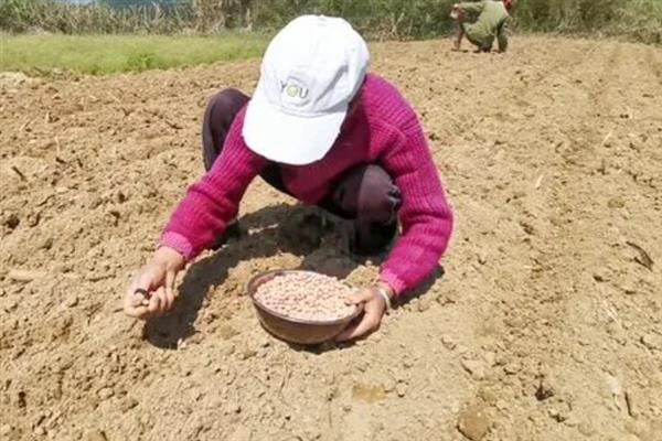 购买什么花生种好，推荐远杂6号、开农1760等