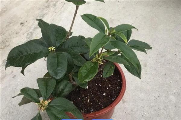桂花的养殖方法，发芽后每隔半个月追施一次饼肥水
