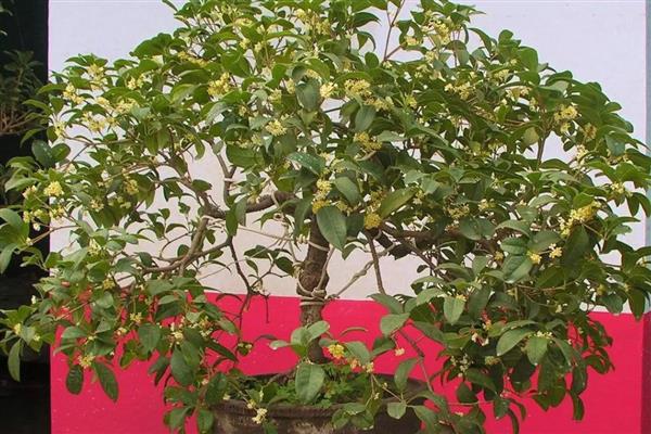 桂花的养殖方法，发芽后每隔半个月追施一次饼肥水