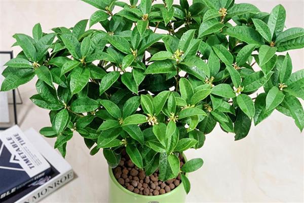 桂花的养殖方法，发芽后每隔半个月追施一次饼肥水