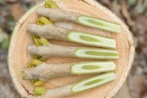 桂花的养殖方法，发芽后每隔半个月追施一次饼肥水