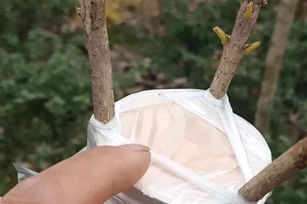桂花的养殖方法，发芽后每隔半个月追施一次饼肥水