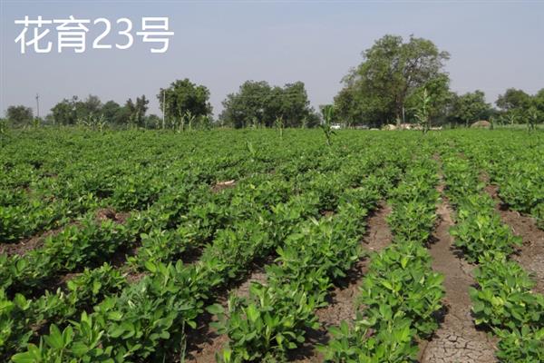 购买什么花生种好，推荐远杂6号、开农1760等