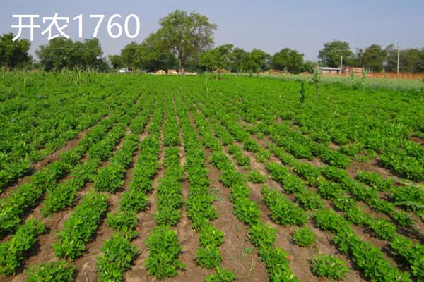 购买什么花生种好，推荐远杂6号、开农1760等