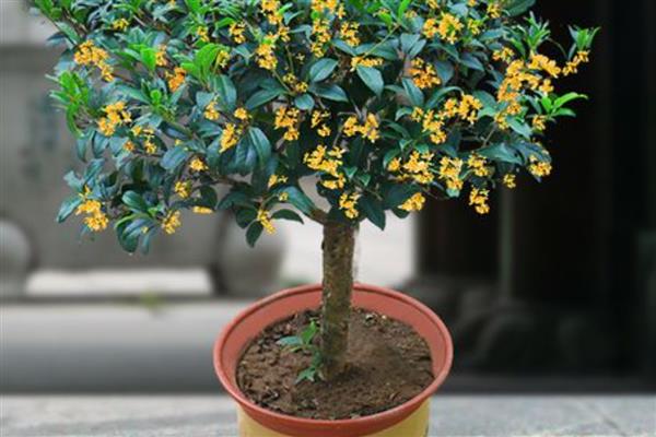 桂花的养殖方法，发芽后每隔半个月追施一次饼肥水