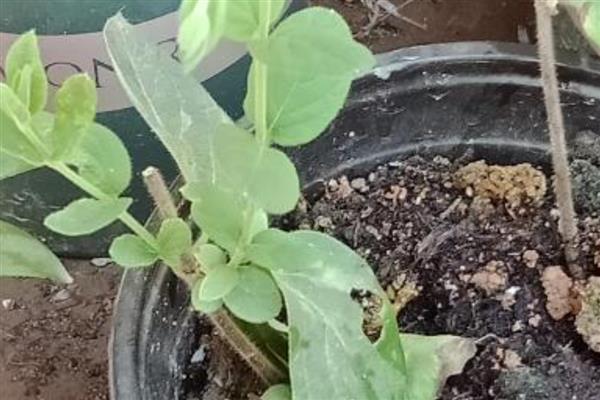 金银花的繁殖方法，以播种和扦插为主
