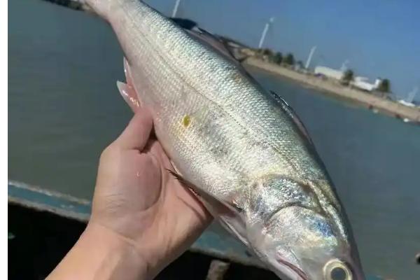马友鱼属于哪种鱼类，是一种广盐性海鱼