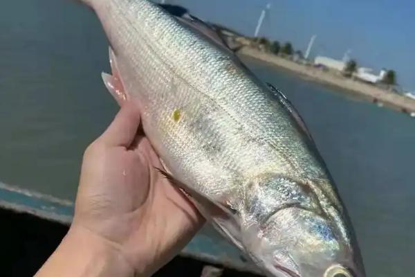 马友鱼属于哪种鱼类，是一种广盐性海鱼