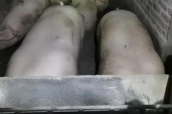猪口蹄疫如何治疗，可以用高锰酸钾对溃烂处清洗