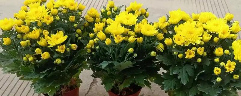 菊花什么时候开，夏菊在5-9月开花