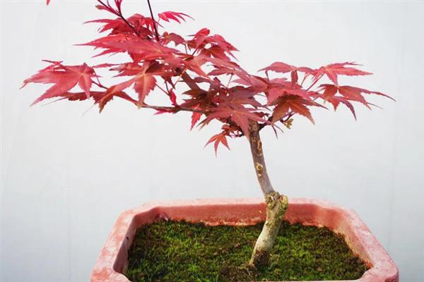 红枫叶保持红色的方法，生长期内要少施氮肥
