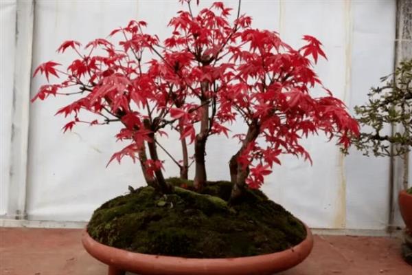 红枫叶保持红色的方法，生长期内要少施氮肥