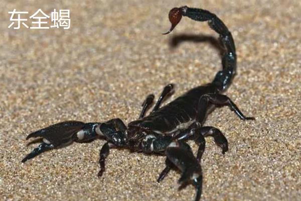 蝎子有什么品种，主要分为东全蝎、会全蝎、沁全蝎等8个种类