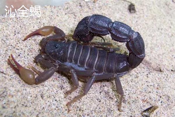 蝎子有什么品种，主要分为东全蝎、会全蝎、沁全蝎等8个种类