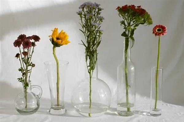菊花什么时候开，夏菊在5-9月开花