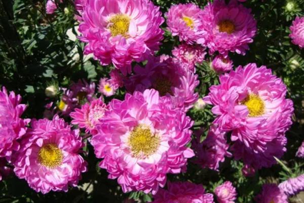 菊花什么时候开，夏菊在5-9月开花