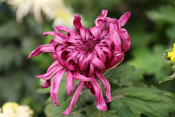 菊花什么时候开，夏菊在5-9月开花