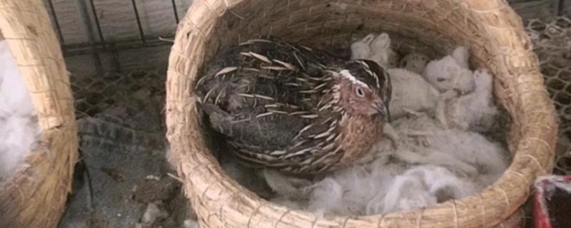 鹌鹑打架的原因，本身具有好斗性