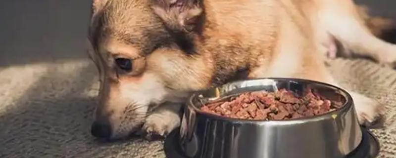 狗狗食欲不振但非常活泼的原因，可能是狗粮不适合所致