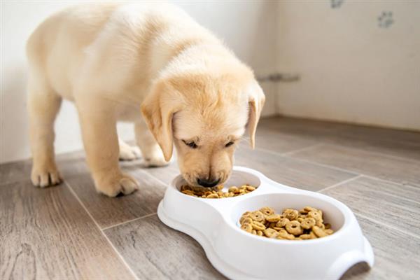 狗狗食欲不振但非常活泼的原因，可能是狗粮不适合所致