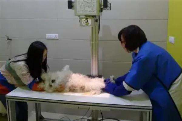 狗狗食欲不振但非常活泼的原因，可能是狗粮不适合所致