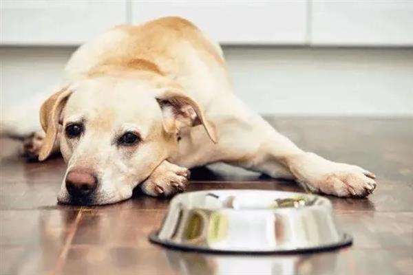 狗狗食欲不振但非常活泼的原因，可能是狗粮不适合所致