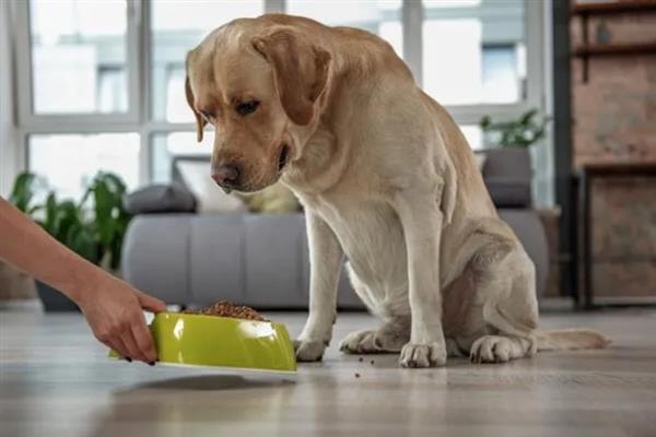 狗狗食欲不振但非常活泼的原因，可能是狗粮不适合所致