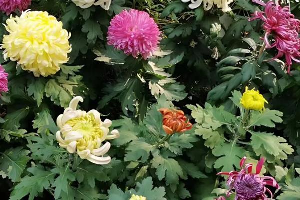 菊花什么时候开，夏菊在5-9月开花