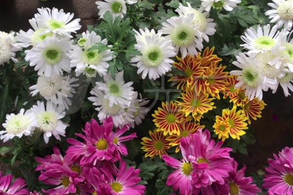 菊花什么时候开，夏菊在5-9月开花