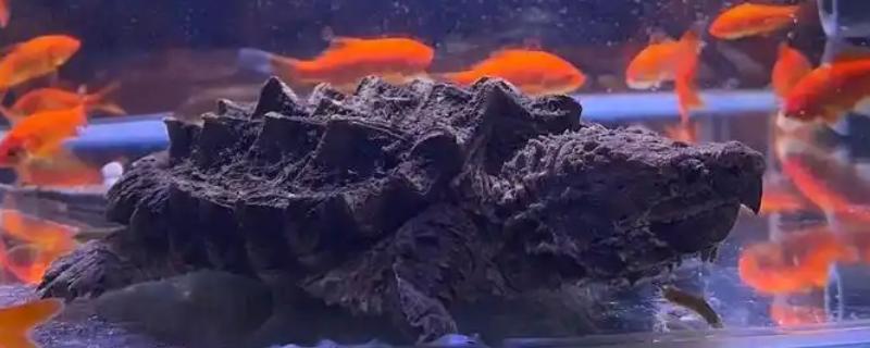 鳄龟的饲养方法，每隔7-10天消毒一次